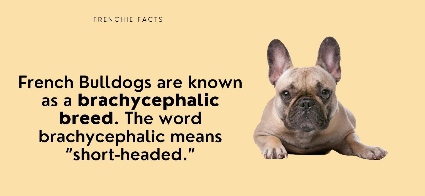 Do French Bulldogs Need A Harness